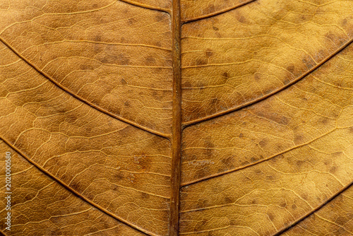 Photography Extreme close-up of dry brown leaf texture with detailed veins and organic patterns,Macro,A high-resolution macro shot of a withered brown leaf, showcasing the intricate network of veins, natural
