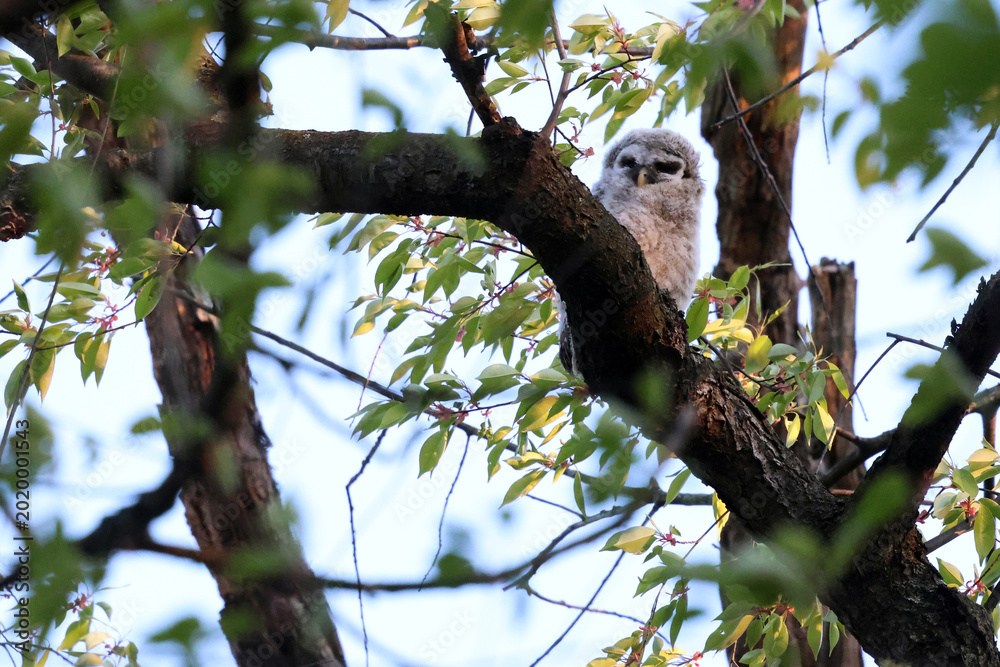 Foto Barred owlet on branch