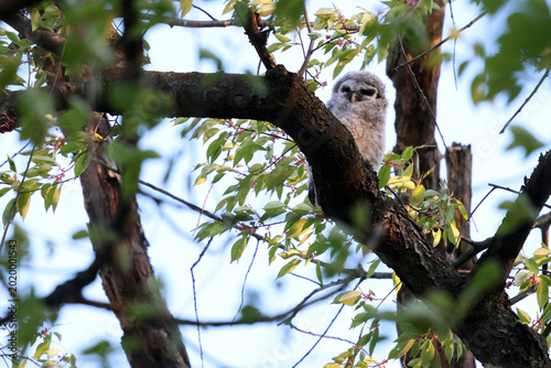 Cuadro en lienzo Barred owlet on branch