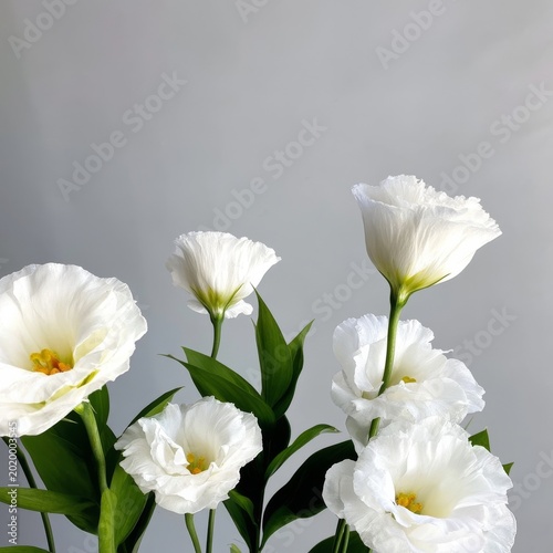 Bright White Flowers Arranged With Green Leaves Against a Plain Background