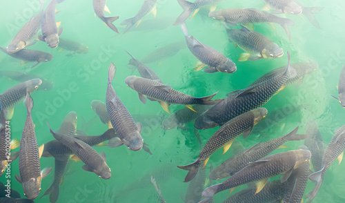 Canvas-taulu There are many Japanese carp fish swimming in the water