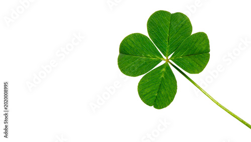Fotografie A lucky green four leaf clover plant symbol of good fortune isolated on transpar