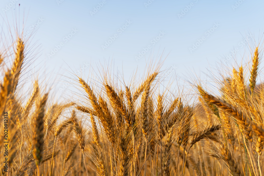 Fototapeta premium Golden barley field under clear blue sky. Low angle view of ripe cereal grain ears in farmland. Agriculture harvest, organic food production and natural landscape background.