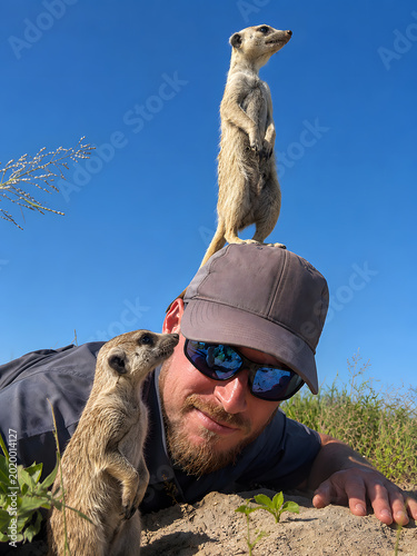 Playful meerkats climbing on wildlife photographer head and shoulder under bright blue sky in dry natural habitat.