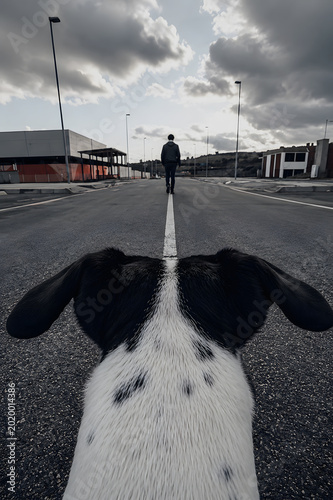 Creative conceptual composition where the white stripe on a black and white dog visually continues into the center road marking, with a distant person walking away.