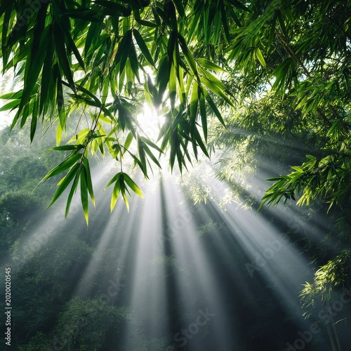 Sunlight Filters Through Bamboo Trees in a Forest During the Morning Hours