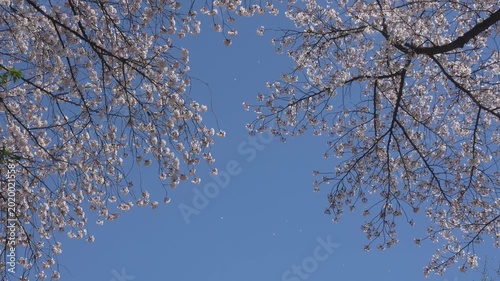 Beautiful Sakura Flowers Blooming Against Clear Blue Sky in Japan, 2026