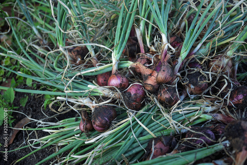 Foto The farmers are happy; the shallot harvest is abundant in the garden near the sea