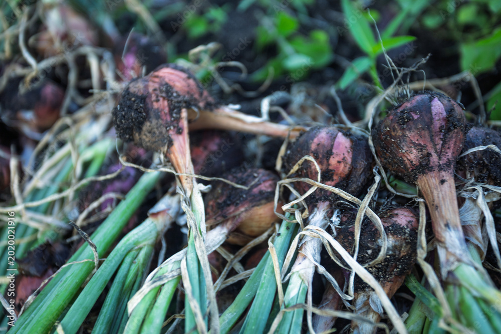 Behang The farmers are happy; the shallot harvest is abundant in the garden near the sea