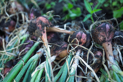 Foto The farmers are happy; the shallot harvest is abundant in the garden near the sea