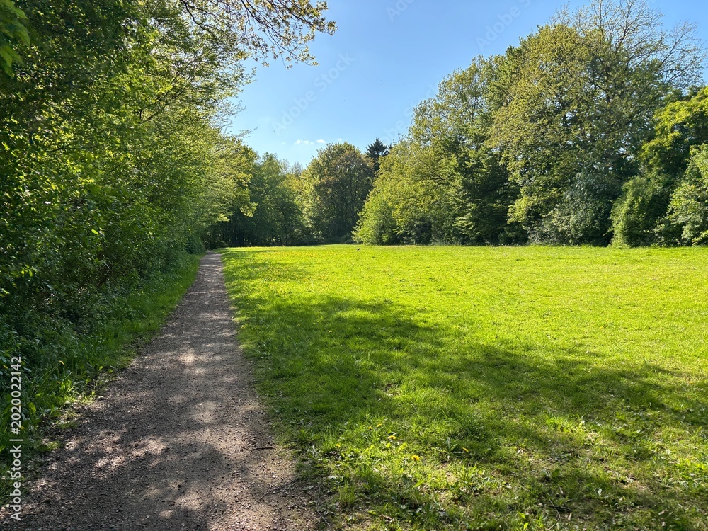 Fototapeta premium path in the park