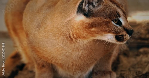 Caracal savoring meat in natural habitat, close-up shot