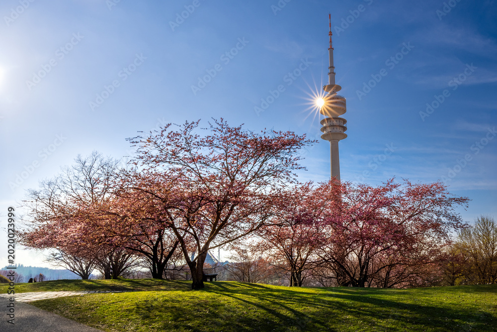 Obraz premium Kirschblüten im Olympiapark München zum Sonnenuntergang