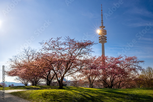 Kirschblüten im Olympiapark München zum Sonnenuntergang