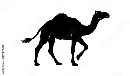Tableau sur toile Walking camel black silhouette hand drawn vector illustration isolated desert an