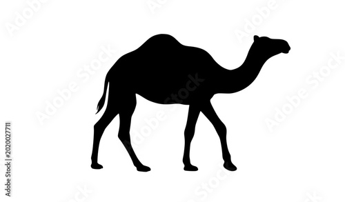 Tableau sur toile Hand drawn walking camel silhouette flat vector illustration isolated black dese