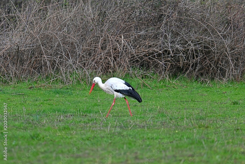 Ταπετσαρία A white stork slowly walks through a fresh green meadow in search of food