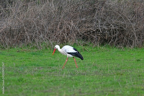 Fotografie A white stork slowly walks through a fresh green meadow in search of food
