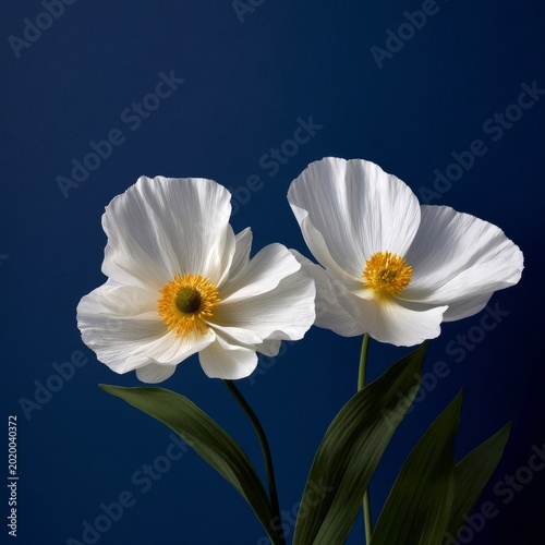 Branch of White Flowers With Green Leaves on a Blue Background in Spring Season