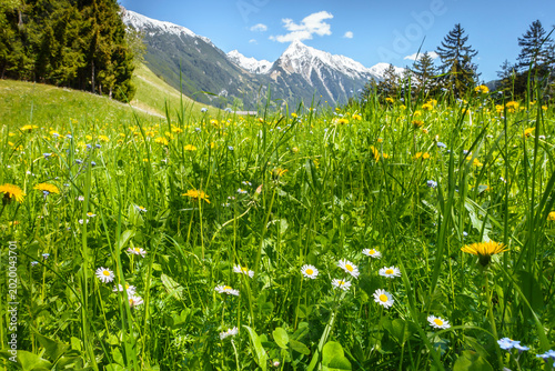 Bergblumenwiese im Naturpark