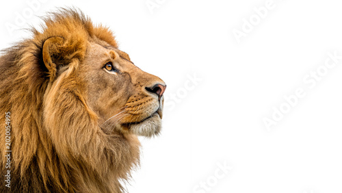 Photos A close up profile portrait of a powerful male African lion with a large dark ma