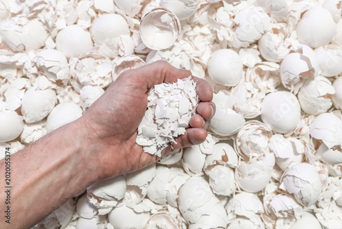 Εκτύπωση καμβά Eggshells from raw eggs in a farmer's hand