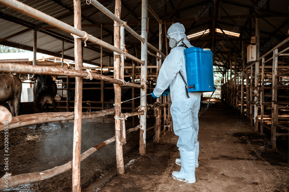 Fototapeta premium Professional worker ppe suit disinfecting animal farm, livestock disease prevention spraying disinfectant cow barn, Disinfecting livestock area protective equipment agriculture industry.