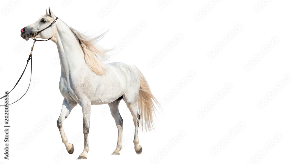 Αυτοκόλλητο A beautiful white horse stallion walking gracefully side view for horse riding s