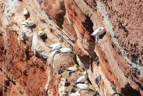 Lummenfelsen, auf Helgoland, der Basstölpel-Nistplatz, überfüllt mit Fischernetz-Schnüren, über 90 % der Brutunterlagen sind betroffen. TausendeVögel verheddern sich in Plastikschnüren und herhungern.