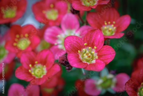 Photos Macro shot of vibrant pink saxifrage flowers blooming in a garden during springt