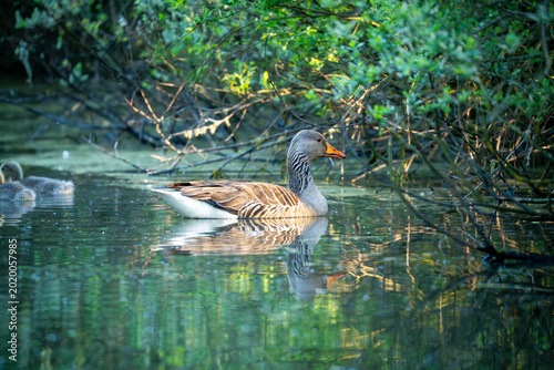 Foto Greylag Goose and Goslings Swimming in Shaded Pond