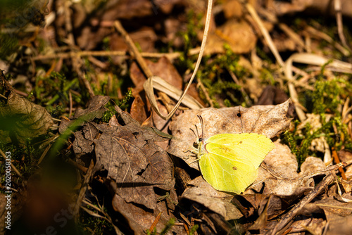 Photos Brimstone Butterfly Resting on Forest Floor in Sunlight
