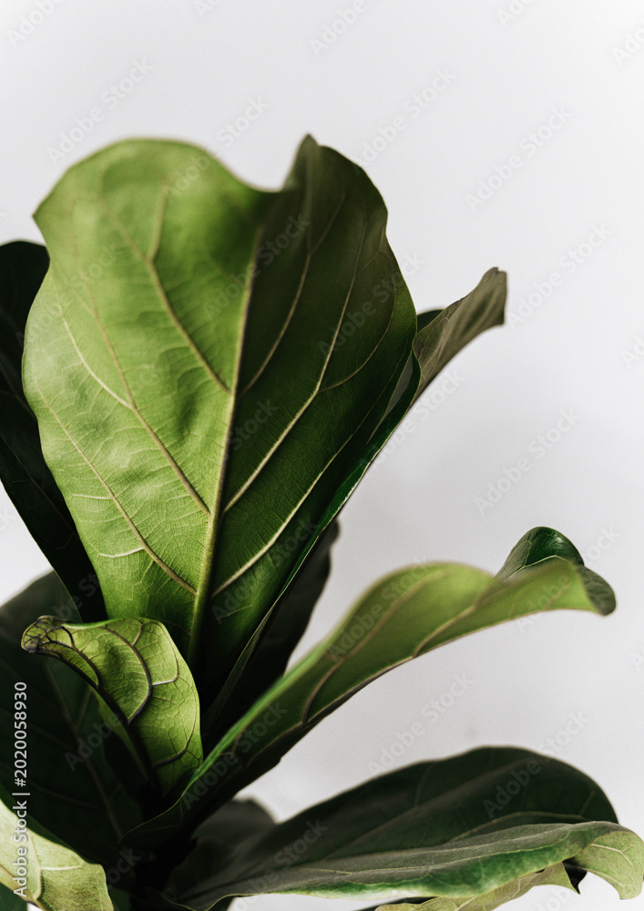 Foto Ficus lyrata plant on a white background,