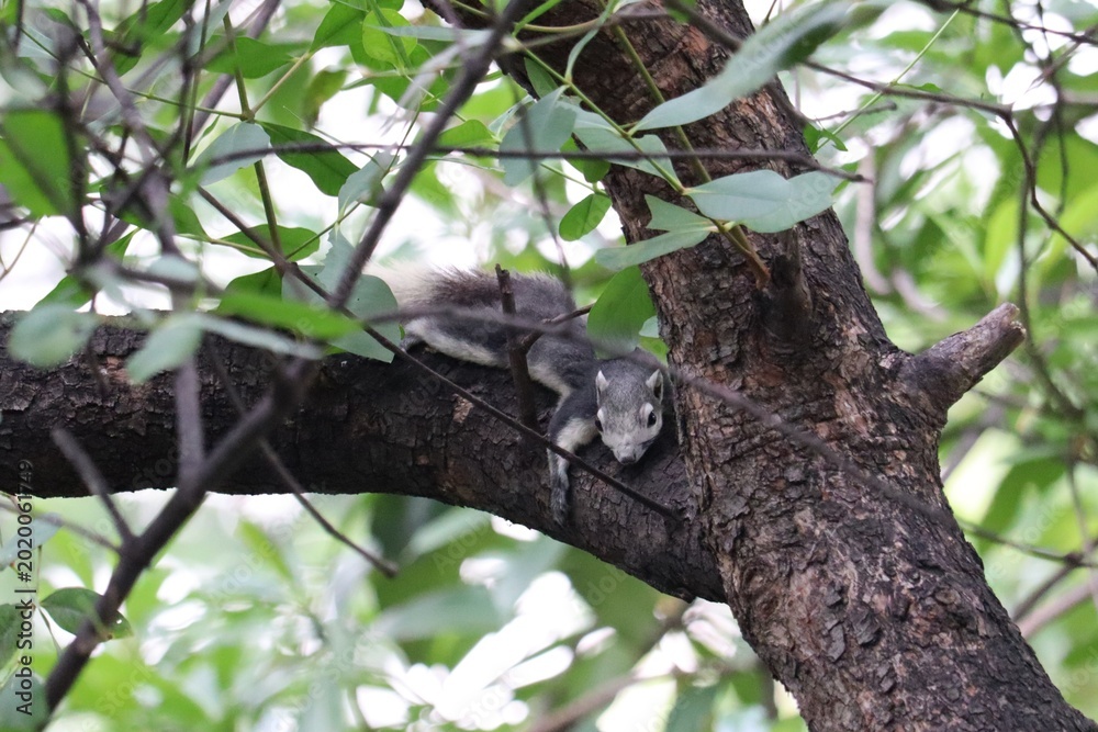 Fototapeta premium Squirrel on Tree Branch: A charming squirrel rests on a sturdy tree branch, surrounded by lush green foliage, showcasing its natural habitat.