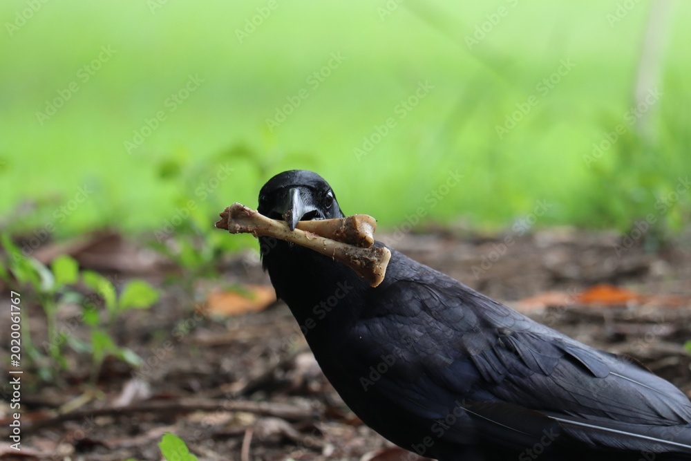 Naklejka premium Raven Holding Bones: A raven, with its sleek, black plumage, stands on the forest floor, holding bone in its beak, against a backdrop of green. A captivating glimpse into the raven's natural behavior.