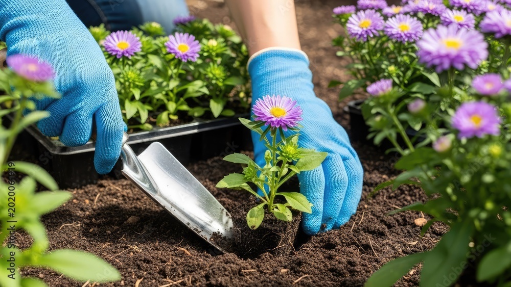Fototapeta premium Gardening hands transplanting young flower seedling into soil outdoors