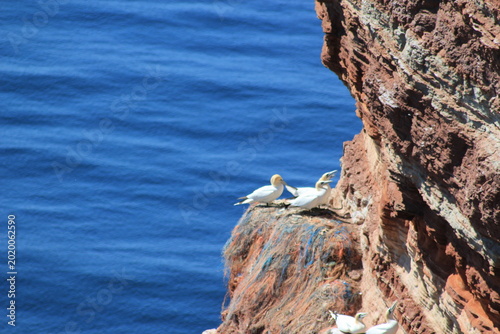Basstölpel nisten an der äußersten Kante vom Lummenfelsen/Helgoland, auf Fischernetz-Schnüren, über 90 % der Nester sind so gebaut. Tausende Vögel sterben durch diesen Umwelt-Müll !!