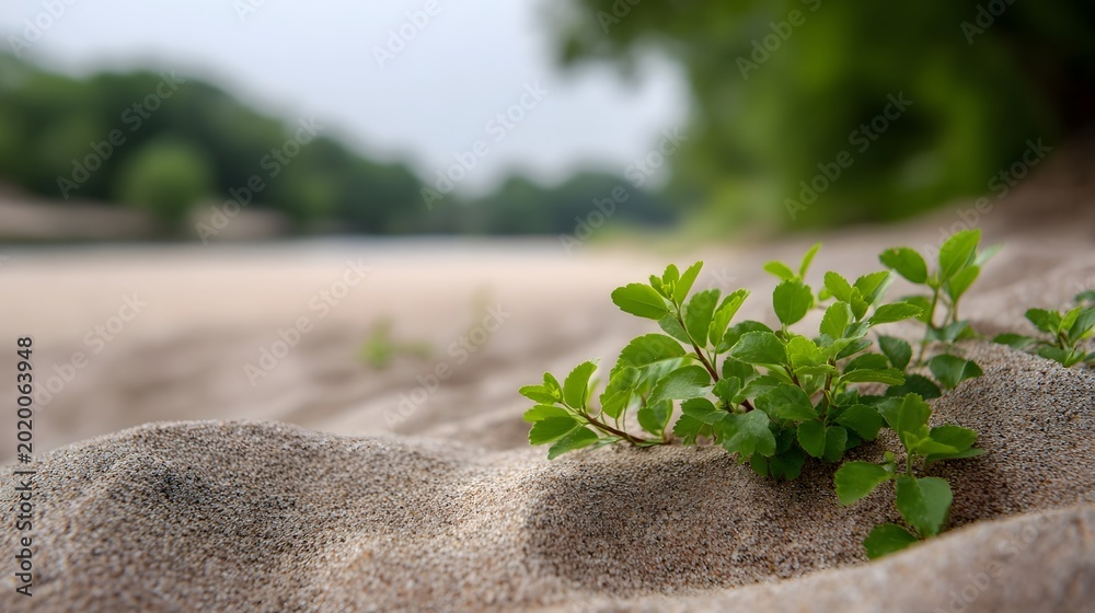 Fototapeta premium Vibrant green foliage emerges from fine sand against a softly blurred natural coastal background