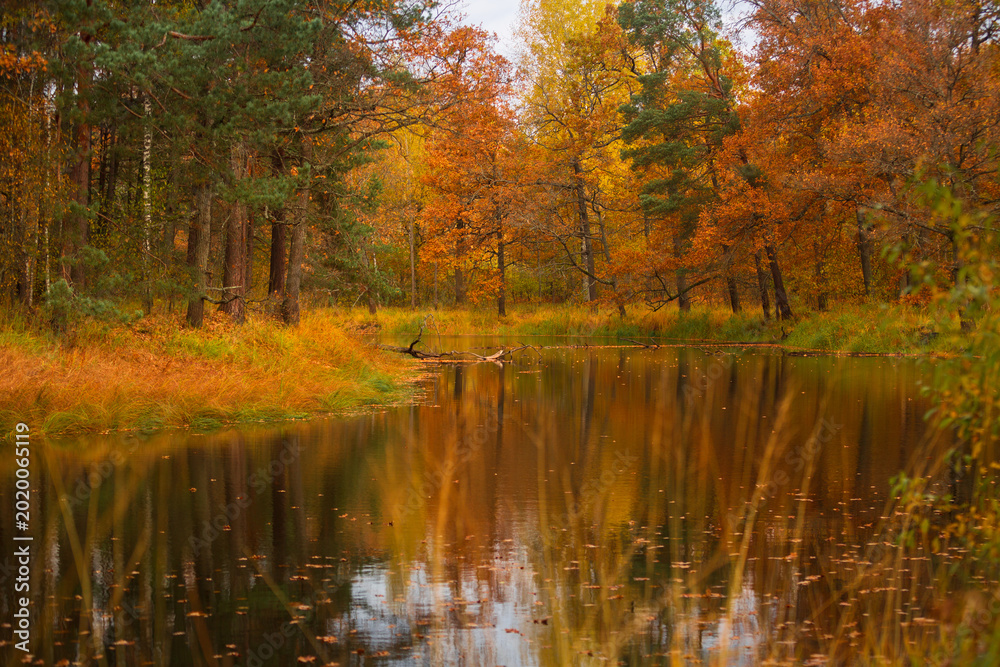 Naklejka premium River Sluch (Belarus) in autumn