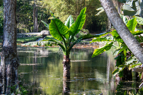 Bild auf Leinwand The fauna of the Rio de Janeiro Botanical Garden.