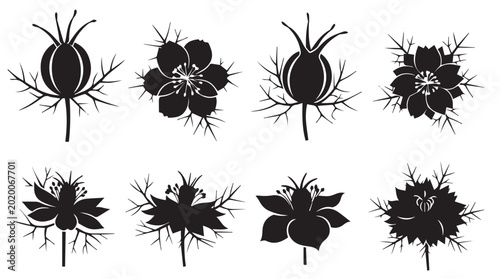 Nigella flower seed pods and blooms in silhouette against a white background with delicate botanical details