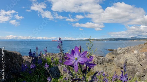 Saxe Point Wild Flower Rocky Shore Victoria Canada 4K UHD. Saxe Point Park view across the Strait of Juan De Fuca to the Olympic Peninsula in Washington State. Victoria, BC Canada. 4K, UHD.
