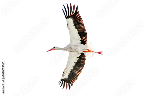 A real white stork (Ciconia ciconia)flying, wings are outstretched in a display of nature's aerial prowess. rhineland palatinate, Germany, Palatinate forest