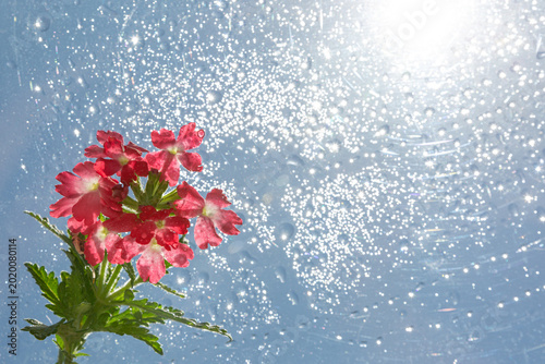 фотографія White daisy flower with water droplets against blue sky creating a fresh natural