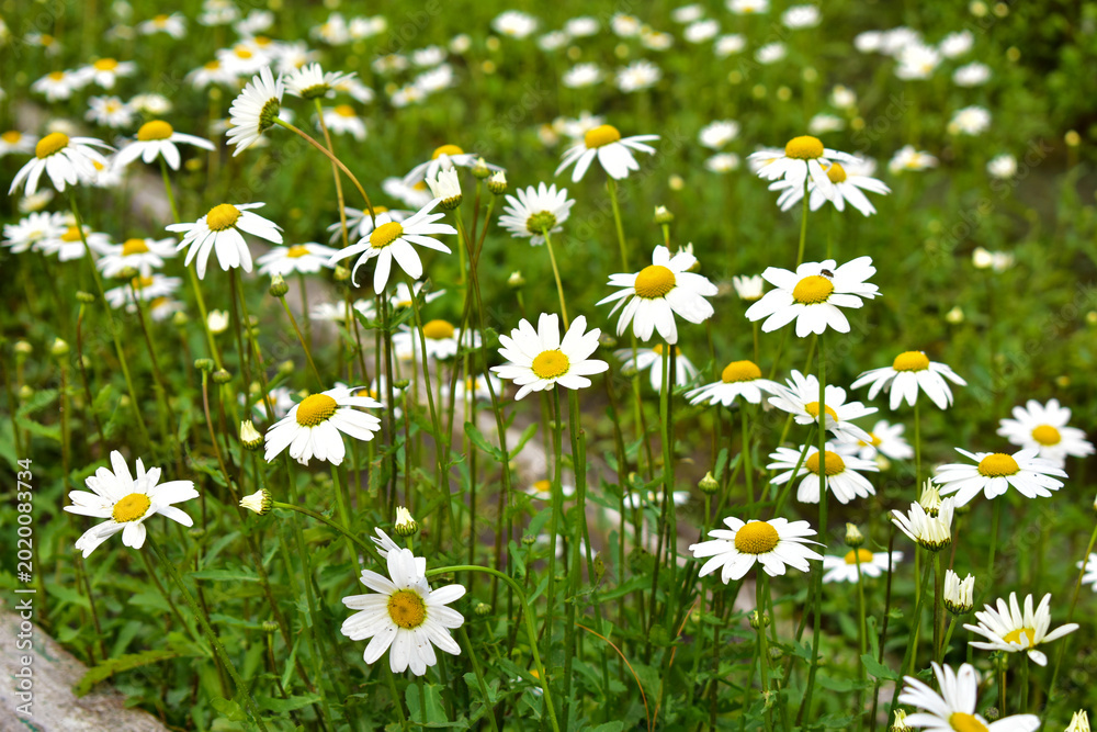 Fototapeta premium A vibrant landscape shot featuring dense cluster of blooming white daisies with yellow centers scattered across a lush green grassy field .