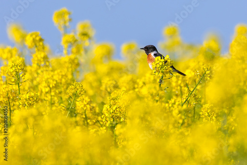 Bild auf Leinwand European Stonechat (Saxicola rubicola) perched on a yellow rapeseed flower in a vast blooming field