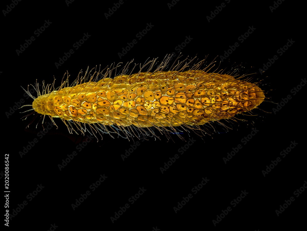 Foto Intricate Golden Embryonic Mass, Macro Study