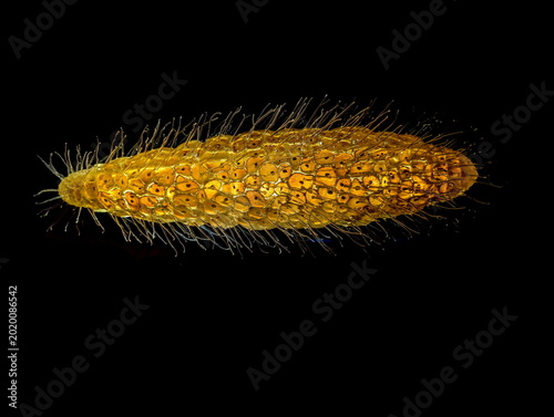Foto Intricate Golden Embryonic Mass, Macro Study