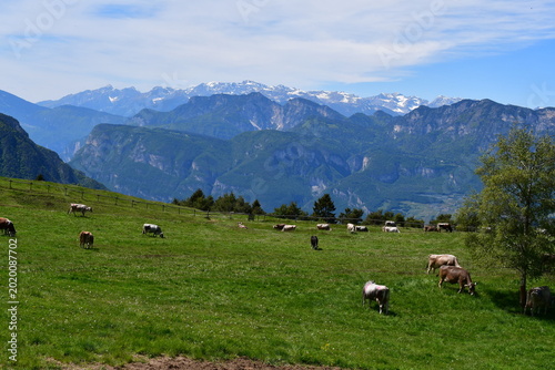 Kühe auf der Weide und Berggipfel bei Truden in Südtirol