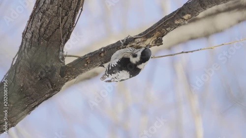 Lesser Spotted Woodpecker Foraging on Tree Branch, 4K HDR Slow